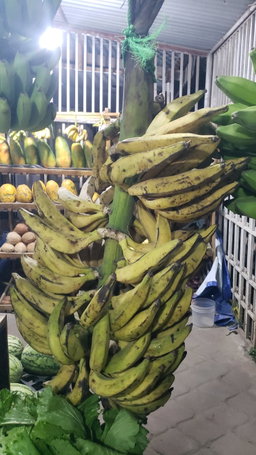 Plantain| Mzuzu