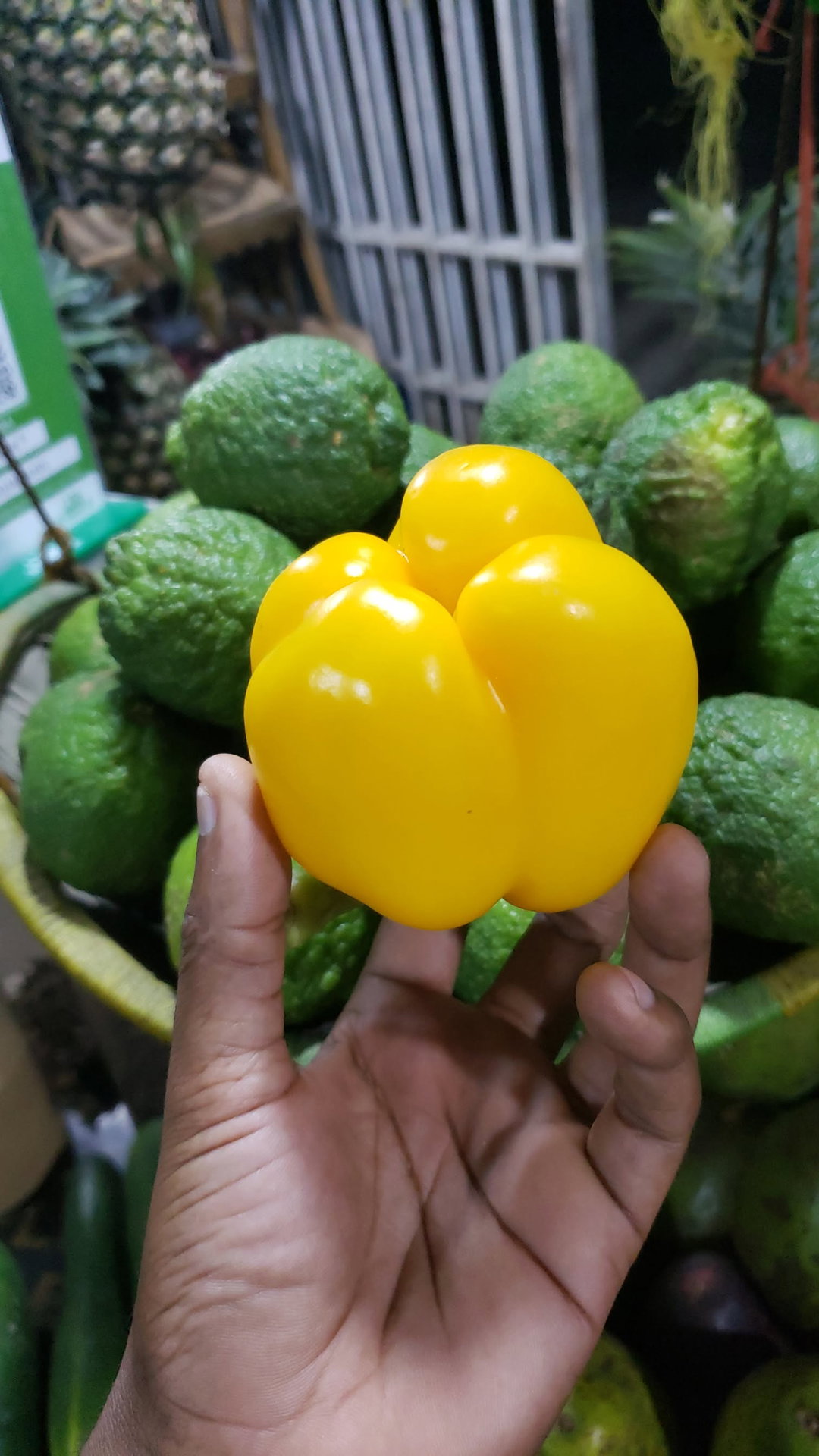 Capsicum
