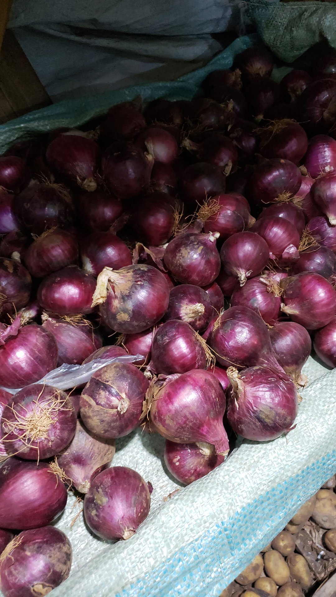 Onion