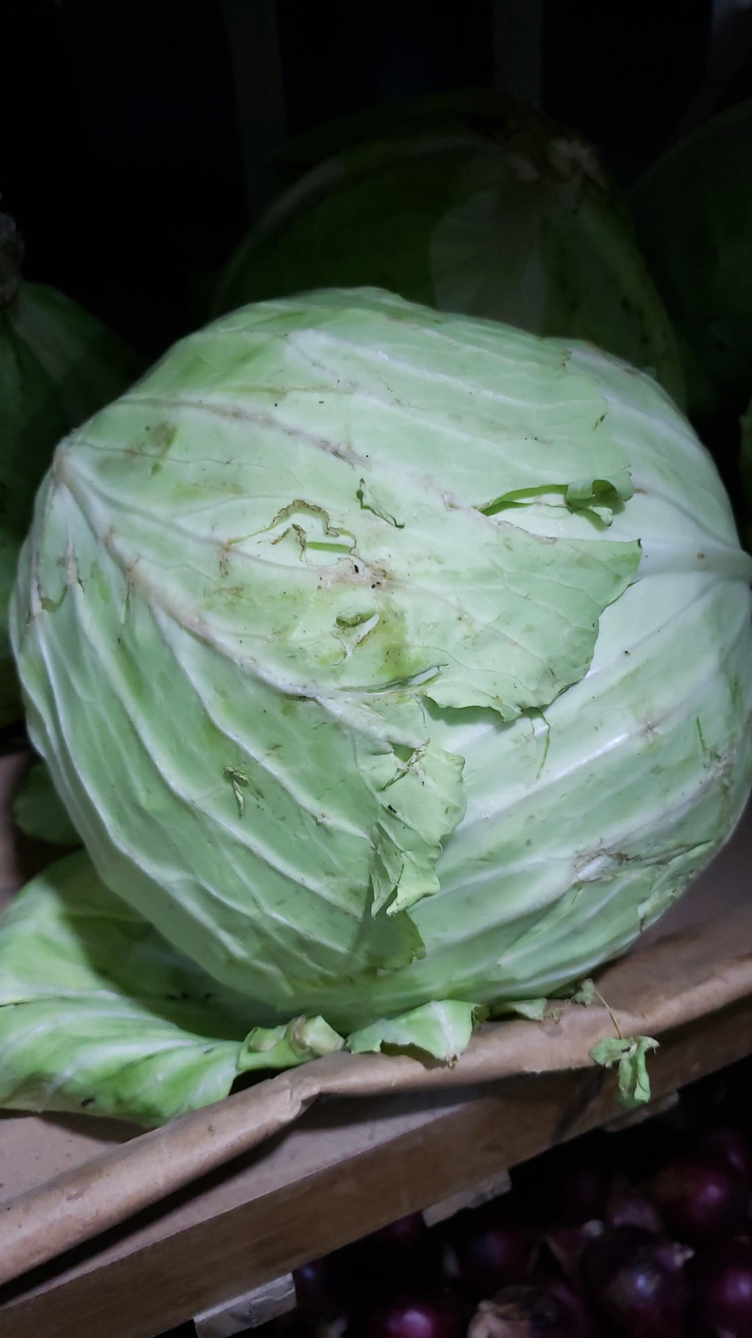 Cabbage 
