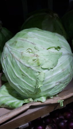 Cabbage 