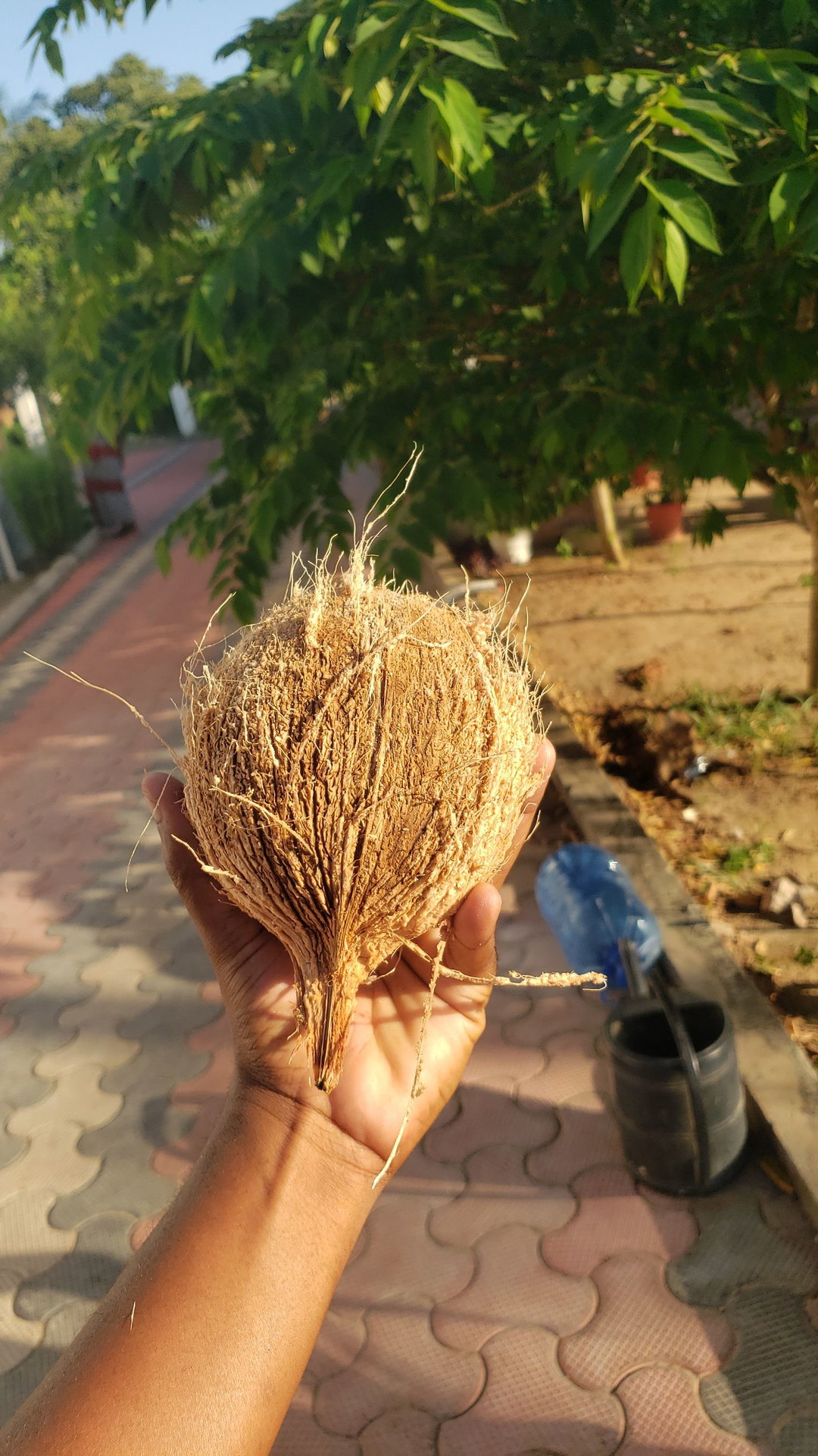 Coconut 