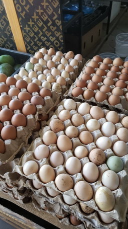 Local Eggs 