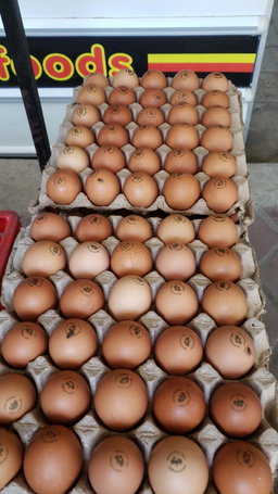 Broiler Eggs