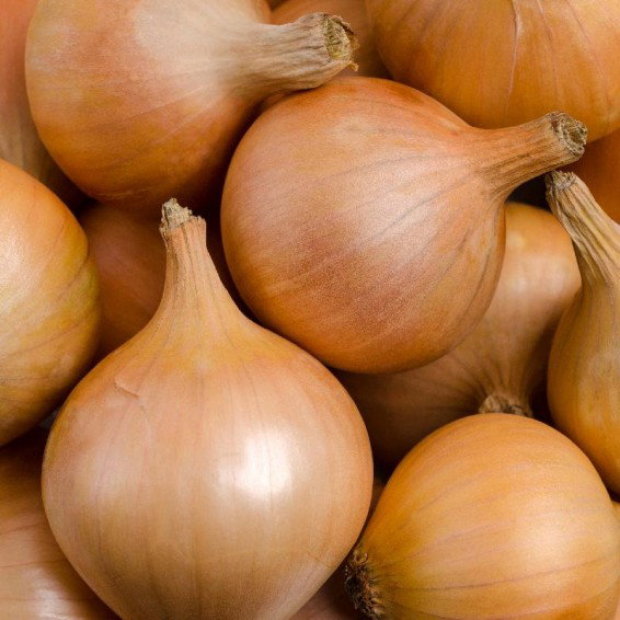 Onion