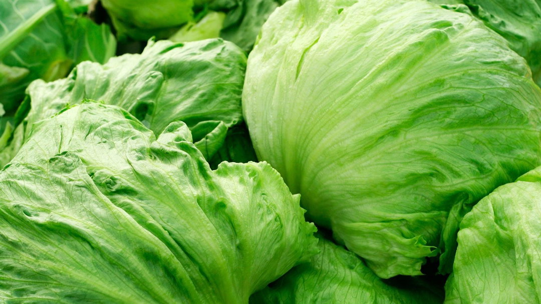 Iceberg Lettuce 
