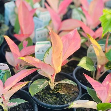 Aglaonema _1