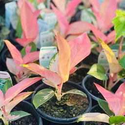 Aglaonema 
