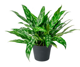 Aglaonema 
