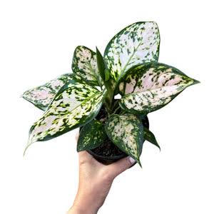 Aglaonema _5