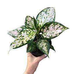 Aglaonema 