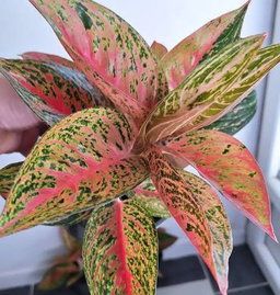 Aglaonema 
