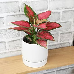 Aglaonema 