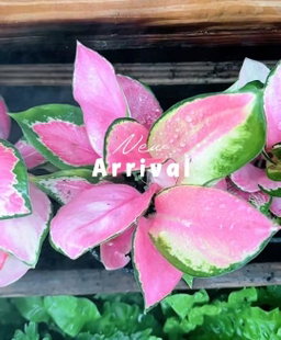 Aglaonema 