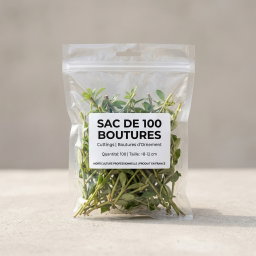 Sac de 100 Boutures 