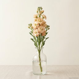 (Loose Stalk) Matthiola (紫罗兰)