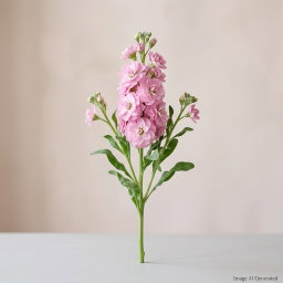 (Loose Stalk) Matthiola (紫罗兰)