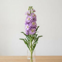 (Loose Stalk) Matthiola (紫罗兰)