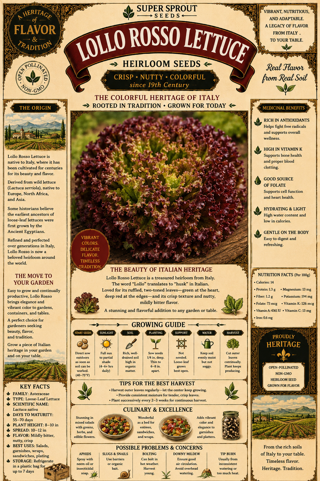 🌱LOLLO ROSSO LETTUCE🌱 x 25+ seeds_1
