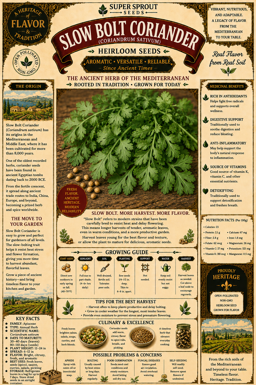 🌱SLOW BOLT CORIANDER🌱 x 50 seeds_1