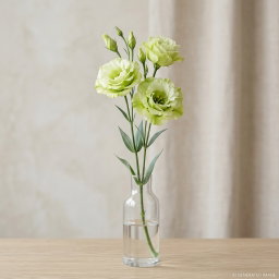 (Loose Stalk) Eustoma (洋桔梗)