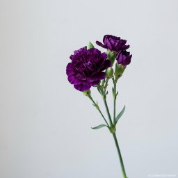 (Loose Stalk) Carnation Spray (多头康乃馨)