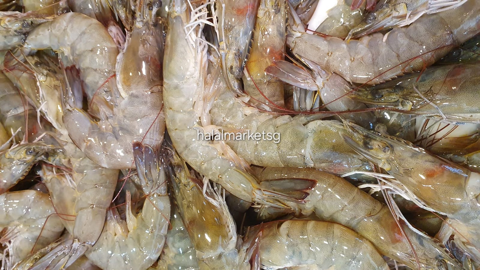 Fresh Grey Prawn 1kg._2