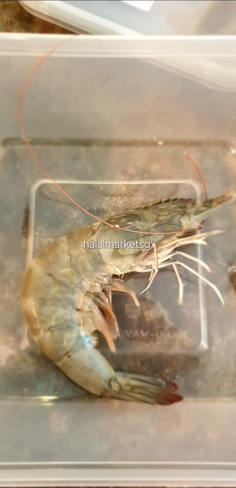 Fresh Grey Prawn 1kg._4