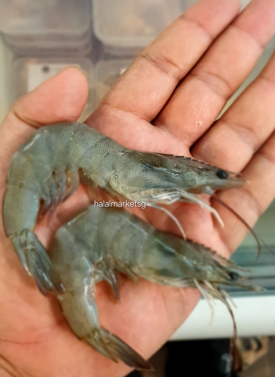Fresh Grey Prawn 1kg._3