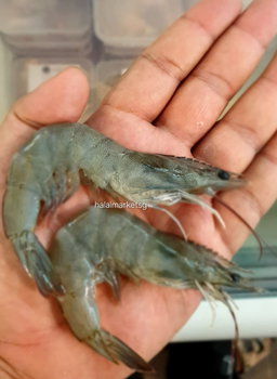 Fresh Grey Prawn 1kg.