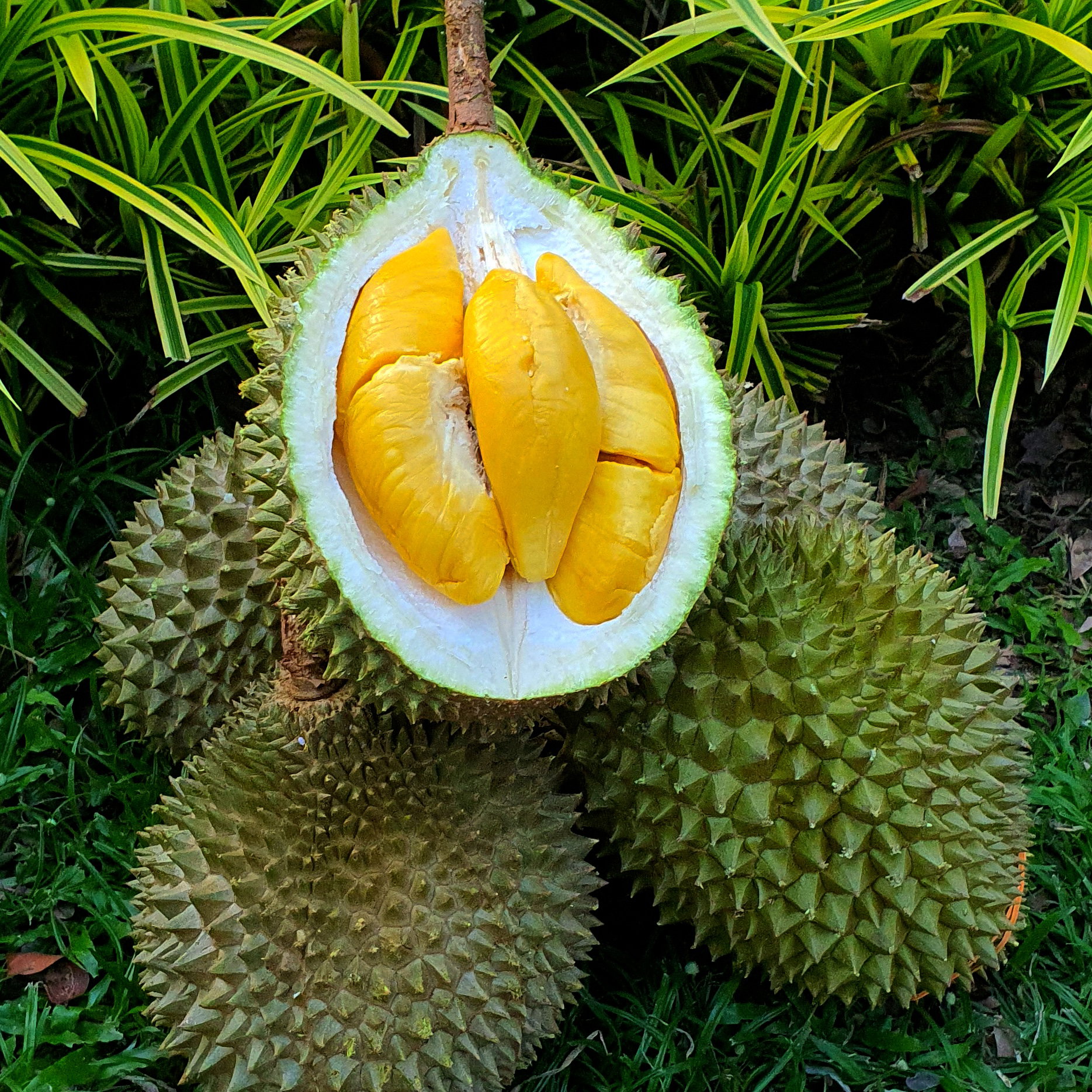 Mao Shan Wang (Musang King)_0