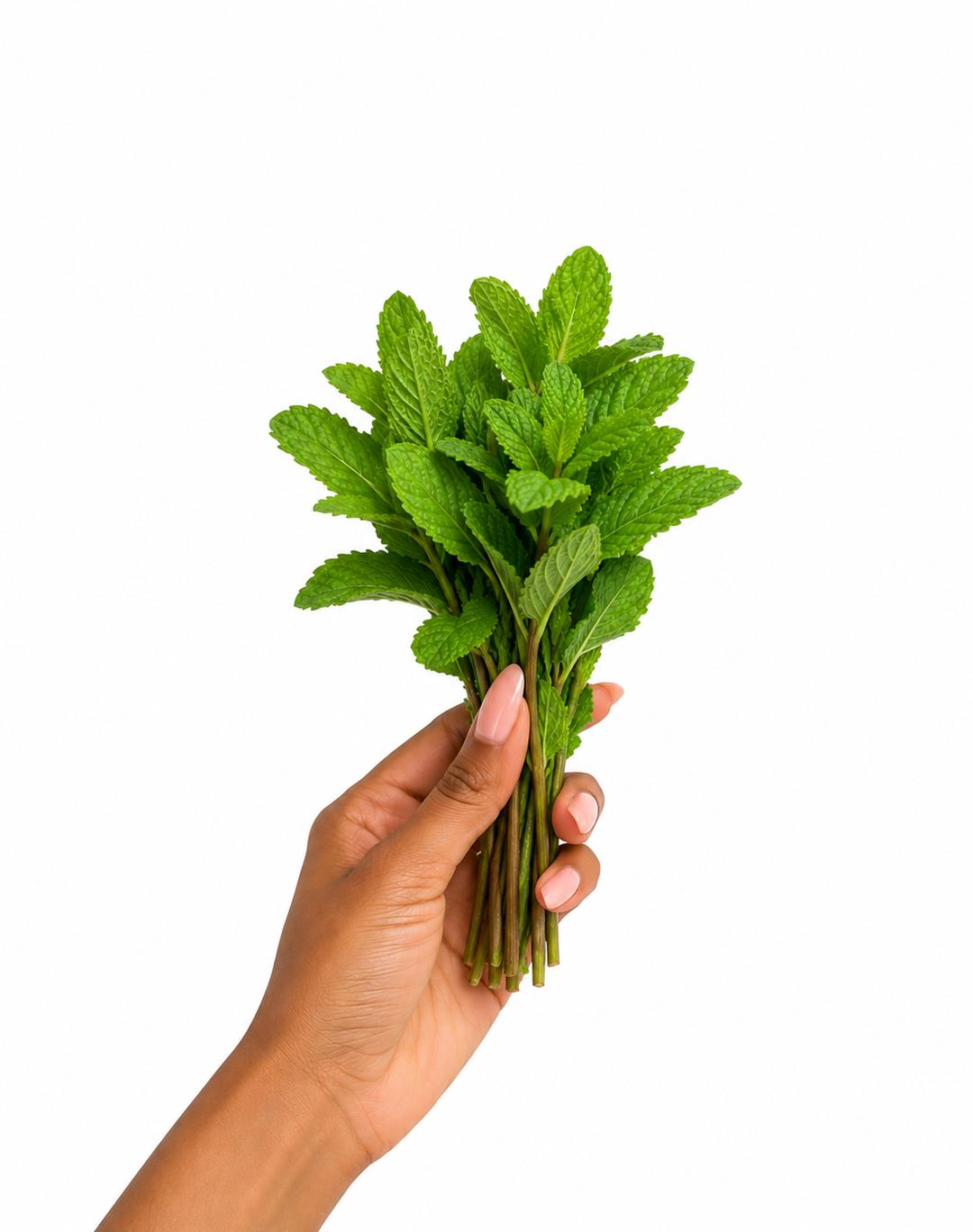 PepperMint leaves x 1 bunch