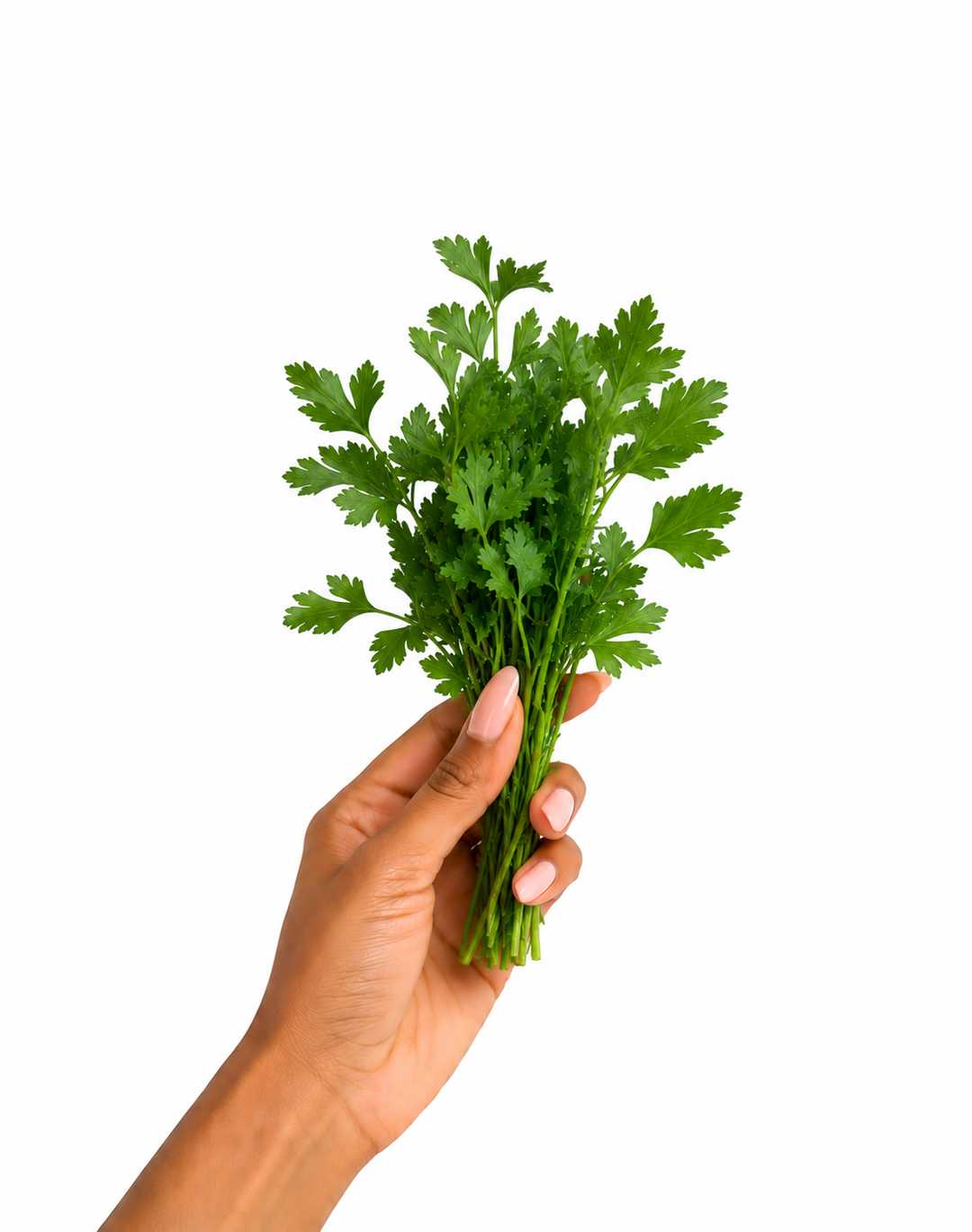Fresh parsley x 1bunch