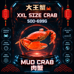 XXL SIZE 肉蟹 (500-699G)