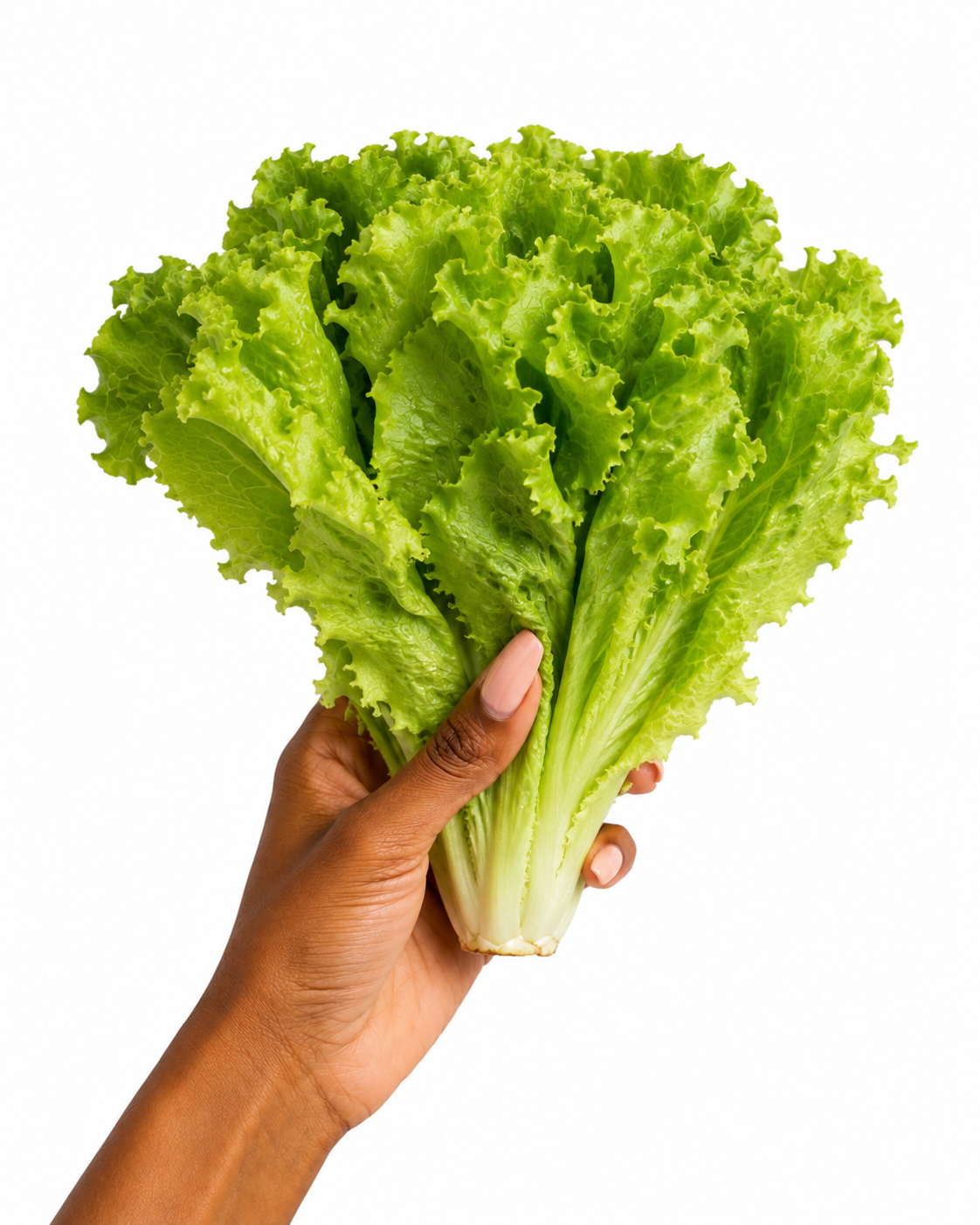 Fresh lettuce x 2bunch_0