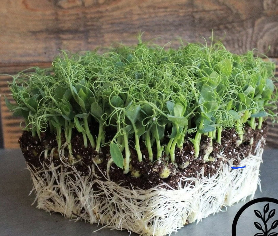 Pea - Afila Tendril
