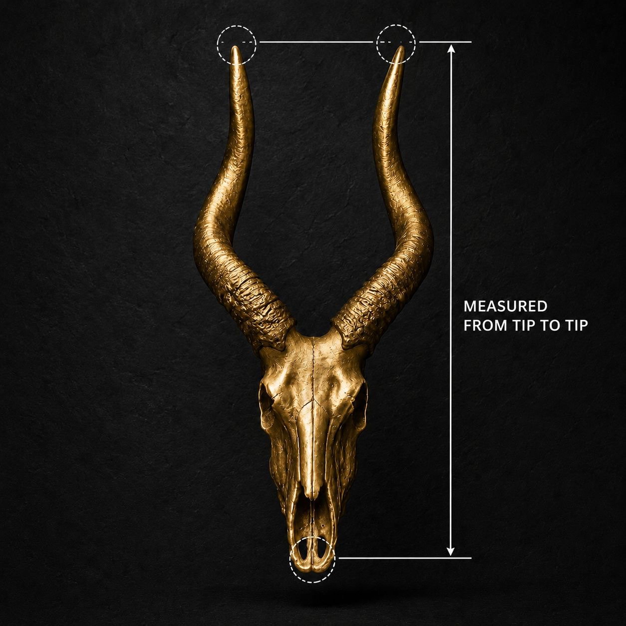 Animal Skulls Texas Long Horn Wall Mount _1