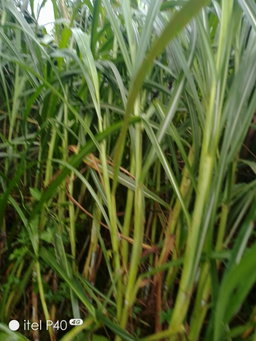 boutures par hectare