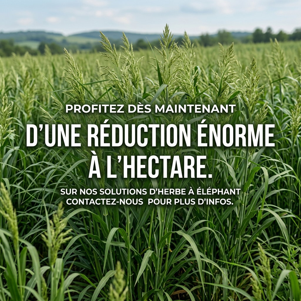 10 000 boutures / 1 hectare