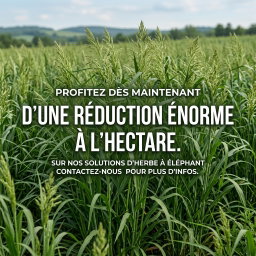 10 000 boutures / 1 hectare