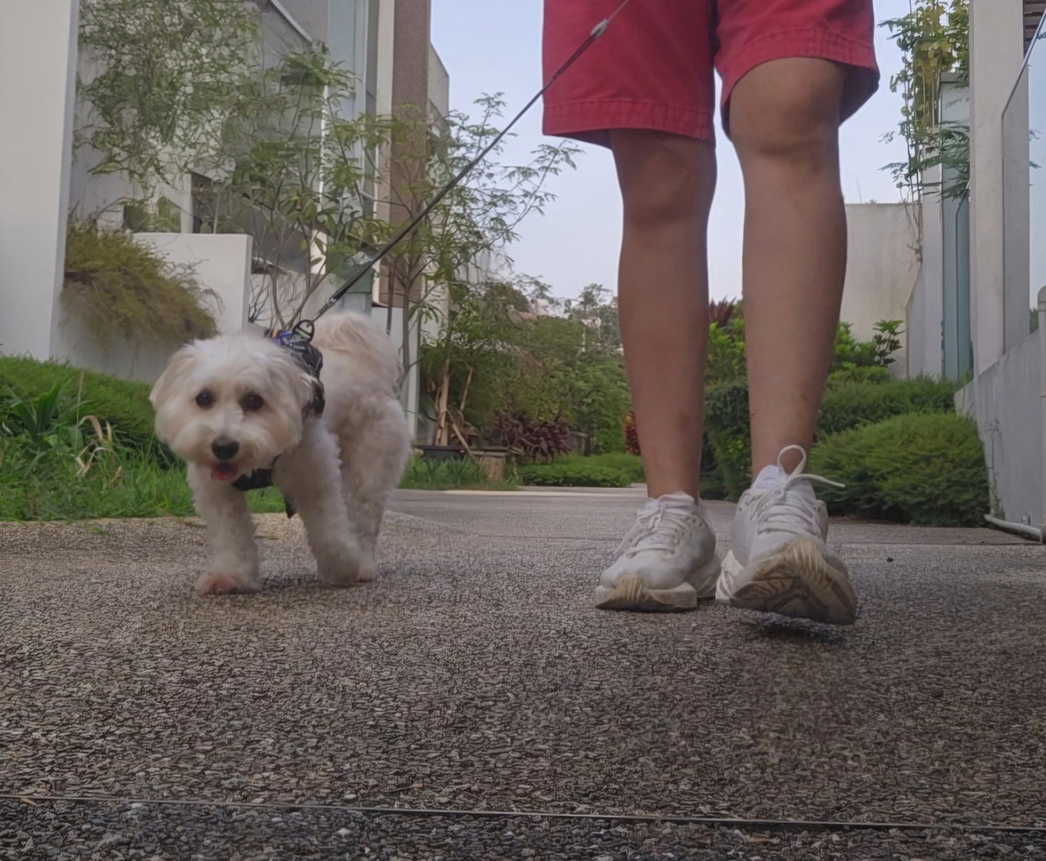 🐶 Small & Medium Dog Enrichment Walk (40 minutes)_0