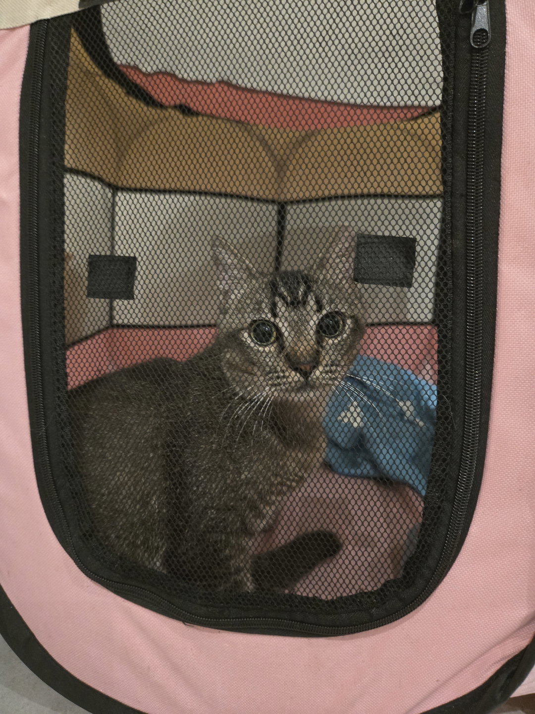 🏠 Overnight Cat Boarding (At our home)