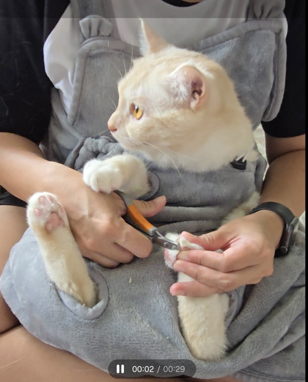 Nail Clipping, Paw Pad Shave And Trim 