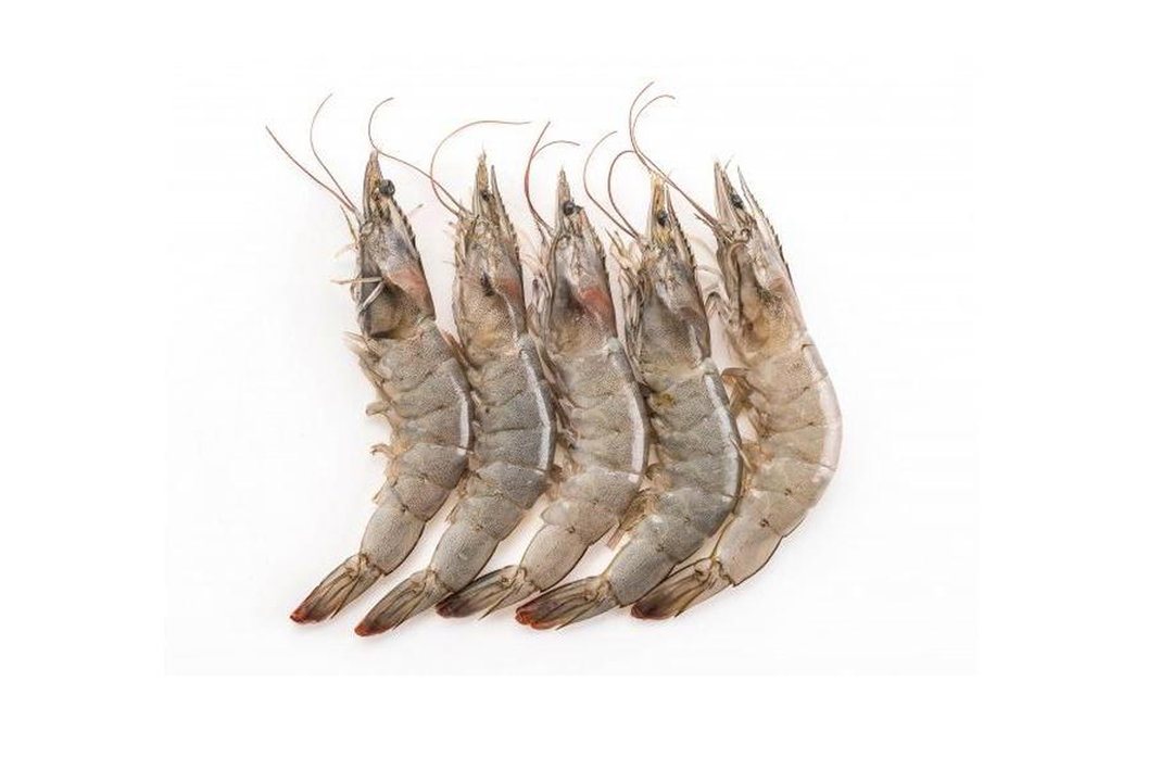 10pots- Prawn Vanamei 41/50 (ctn)