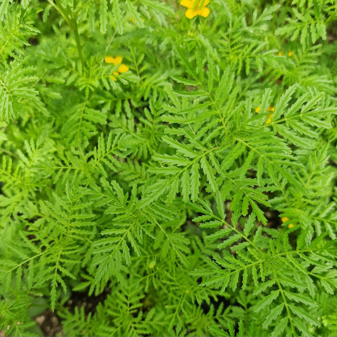 Citroen Afrikaantjes / Tagetes, marigold LEAF