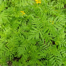 Herbs
