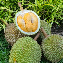 Fresh Durian