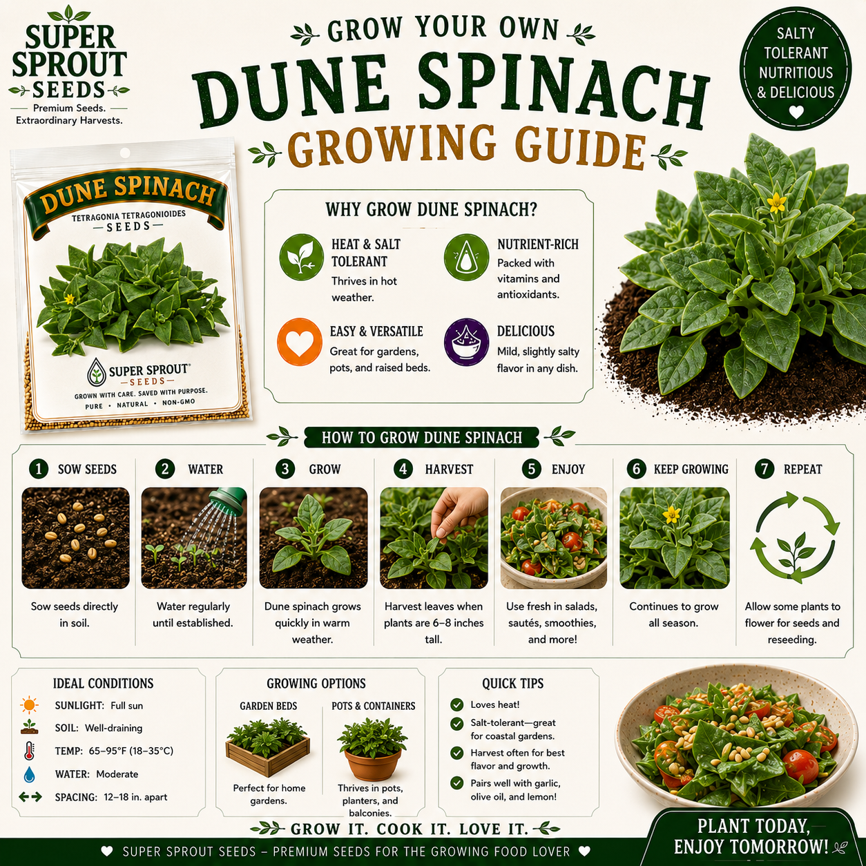 🌱DUNE SPINACH, NEW ZEALAND SPINACH, DUINESPINASIE🌱 x 8 seeds_2