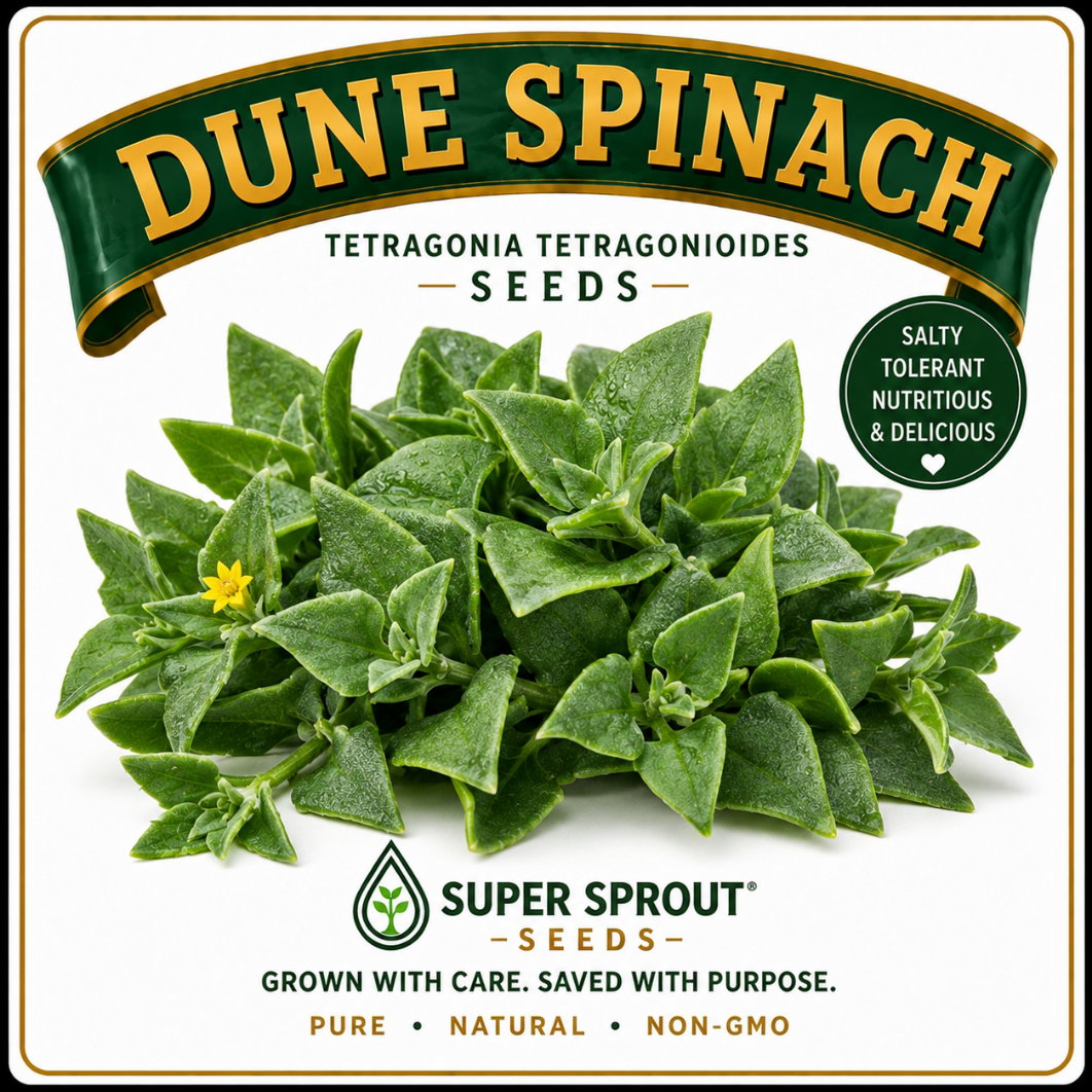 🌱DUNE SPINACH, NEW ZEALAND SPINACH, DUINESPINASIE🌱 x 8 seeds