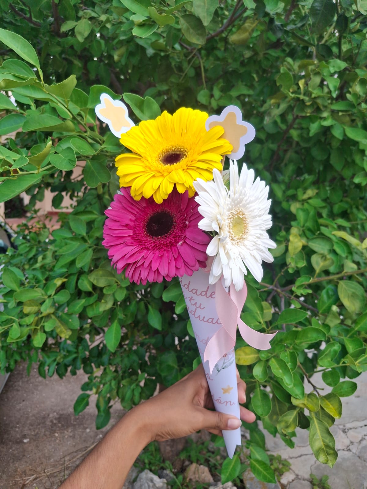 Conito Grad 3 gerberas